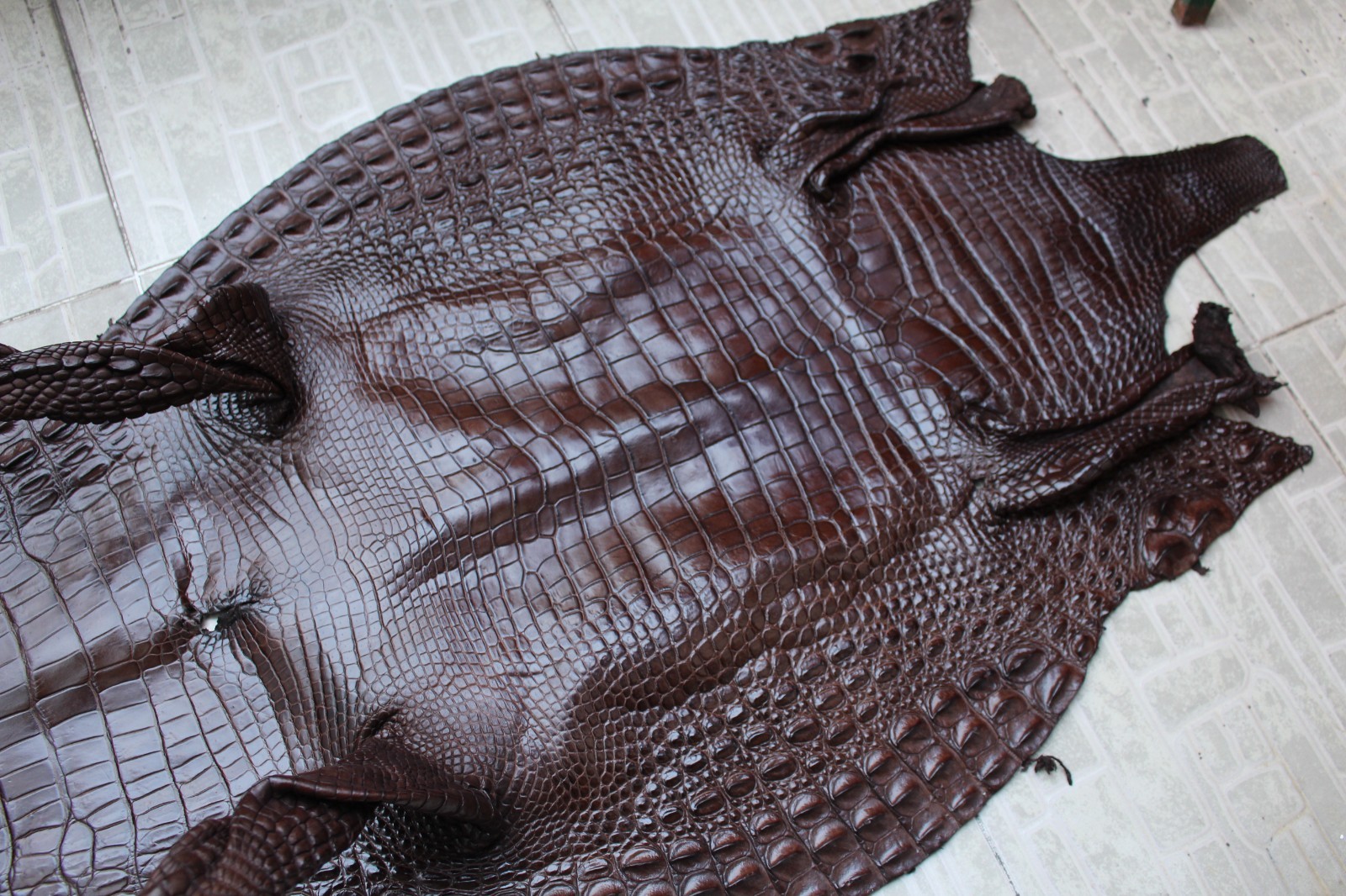 Brown Genuine Crocodile Hornback Leather Skin Men’s Belt W 1.3 inch #T34