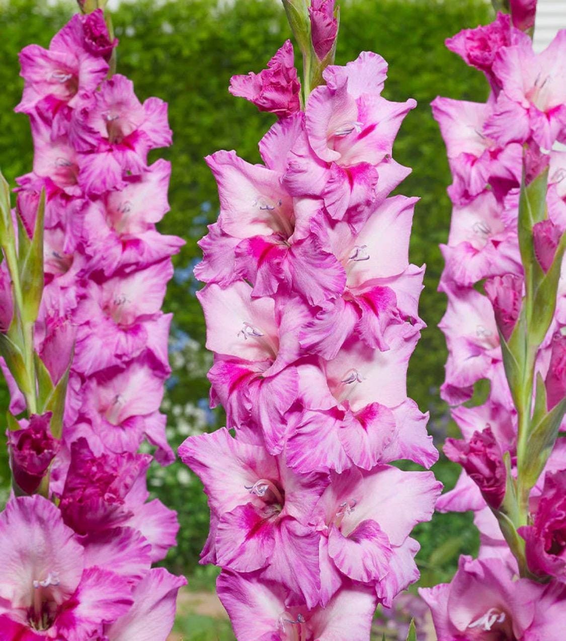 XPERIENCE Large Flowering Gladiolus- Top Size 12/14 cm Bulbs – US Seller