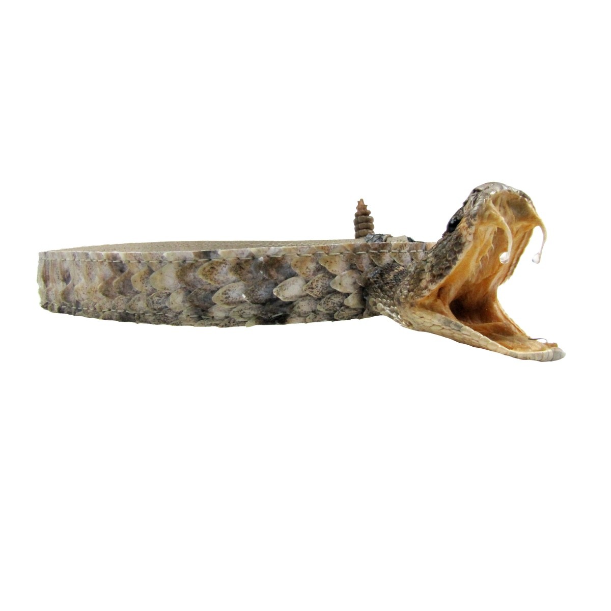 Real Rattlesnake Head Skin Western Cowboy Hat Band Wrap Genuine Snake Taxidermy