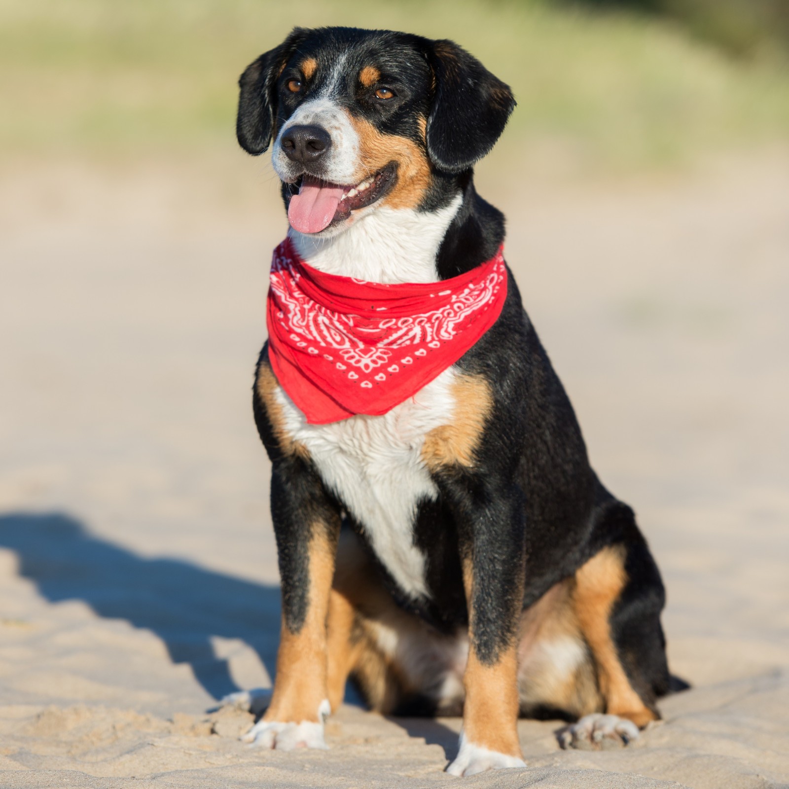 5 Pack Mechaly Dog Bandana Neck Scarf Paisley Polyester Bandanas – Any Pets