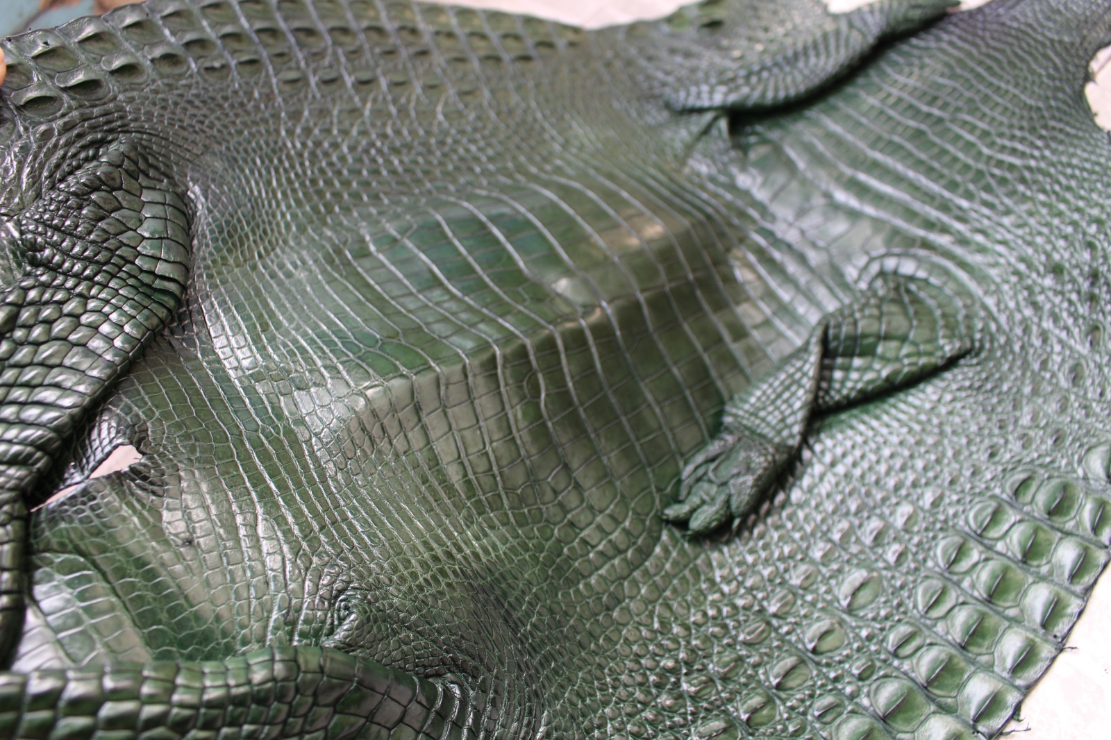 W 1.3 inch – Green Genuine Crocodile Belly Leather Skin Men’s Belt #L50
