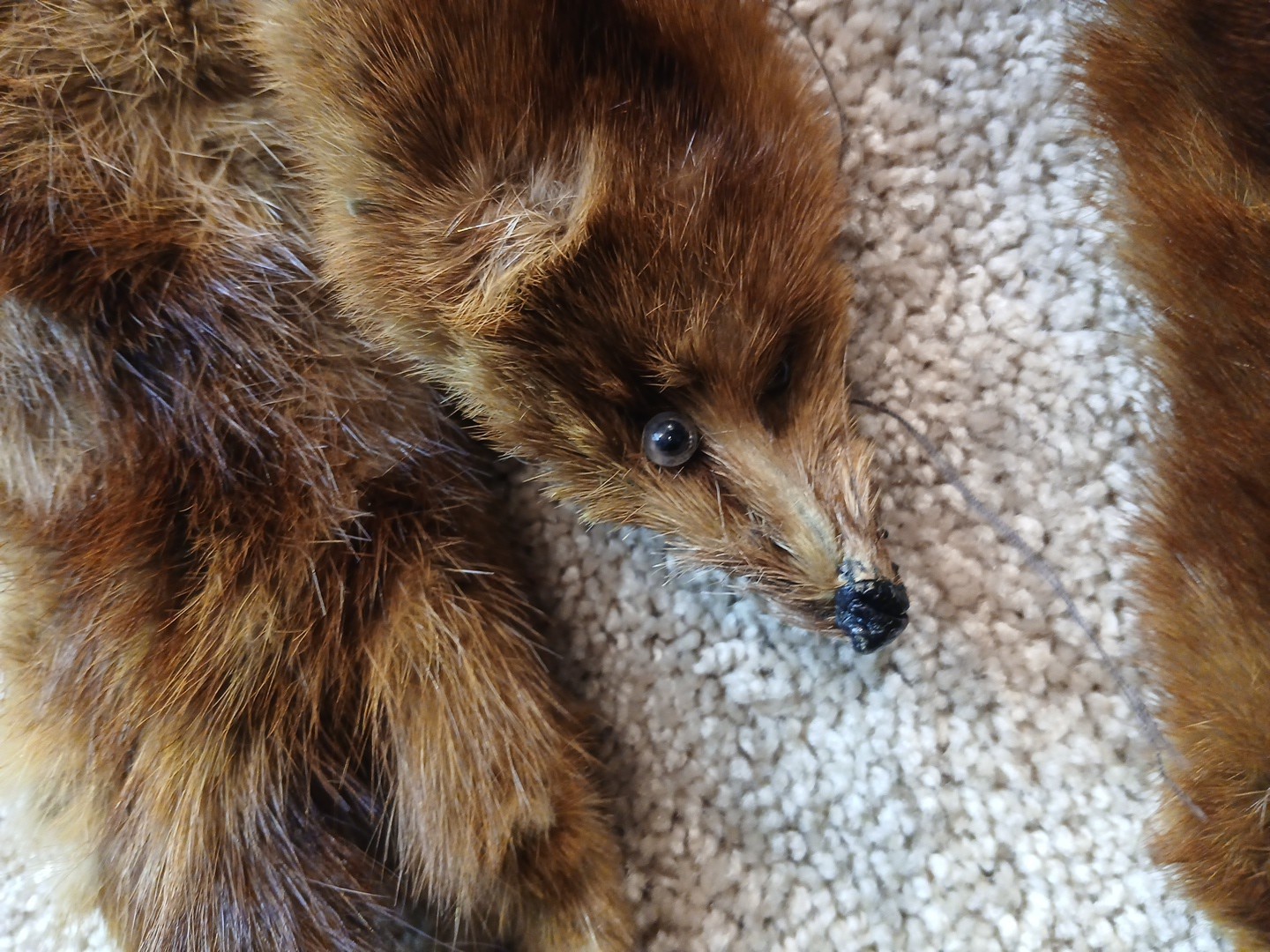 KOLINSKY 5 Pelts Boa, 40” Inches, Vintage Russian Fur Pelt Scarf