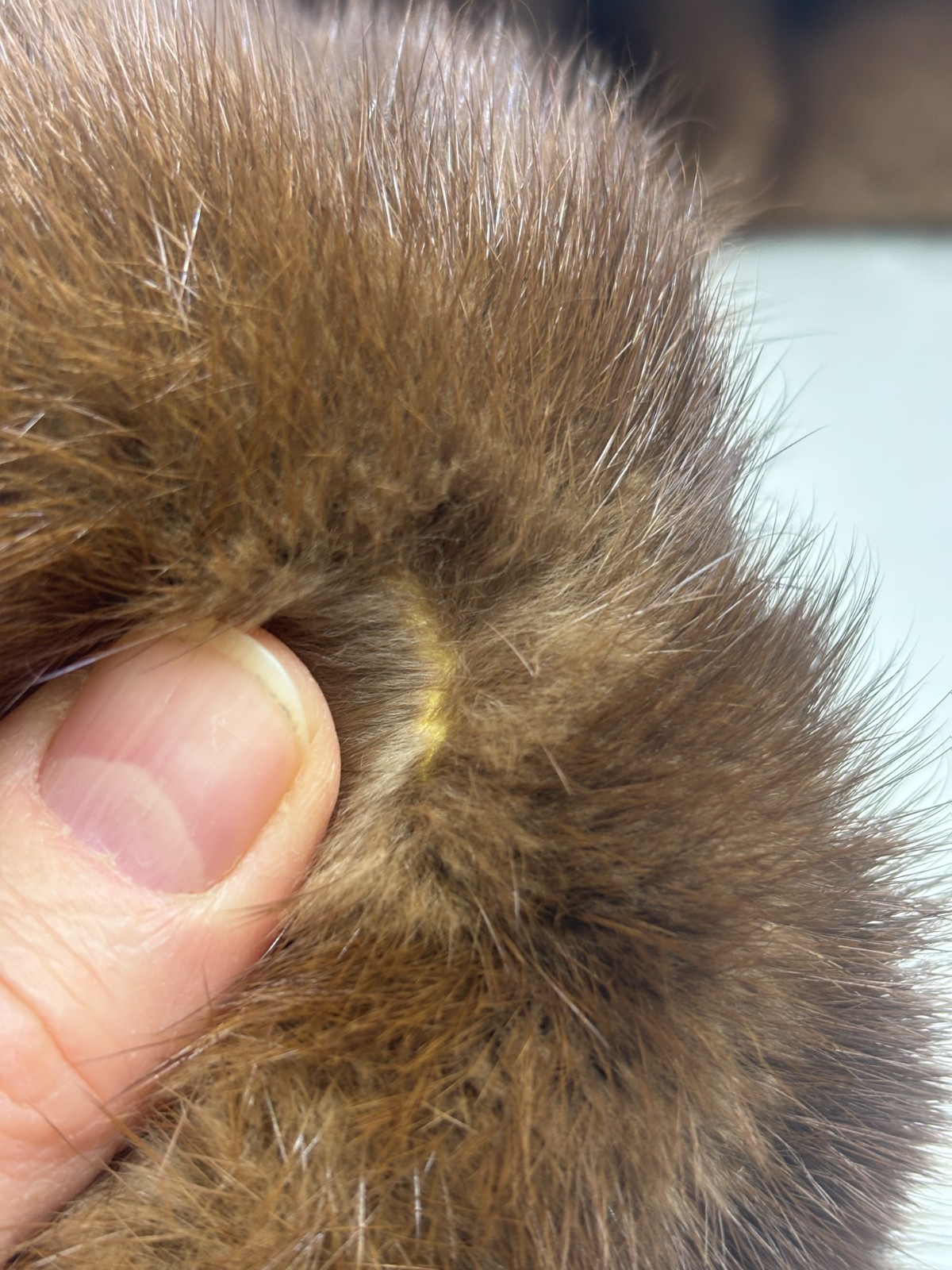 Real Mink Fur Collar with Pin Clips on Each End Approximately 40 inches Length