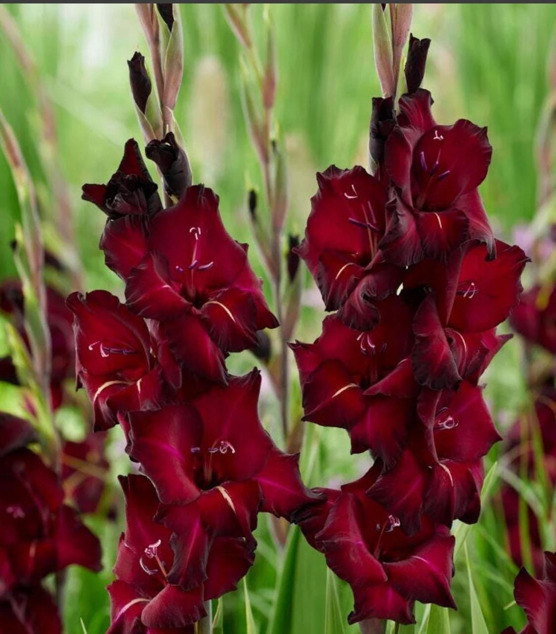 BLACK SEA Large Flowering Gladiolus- Top Size 12/14 cm Bulbs – US Seller