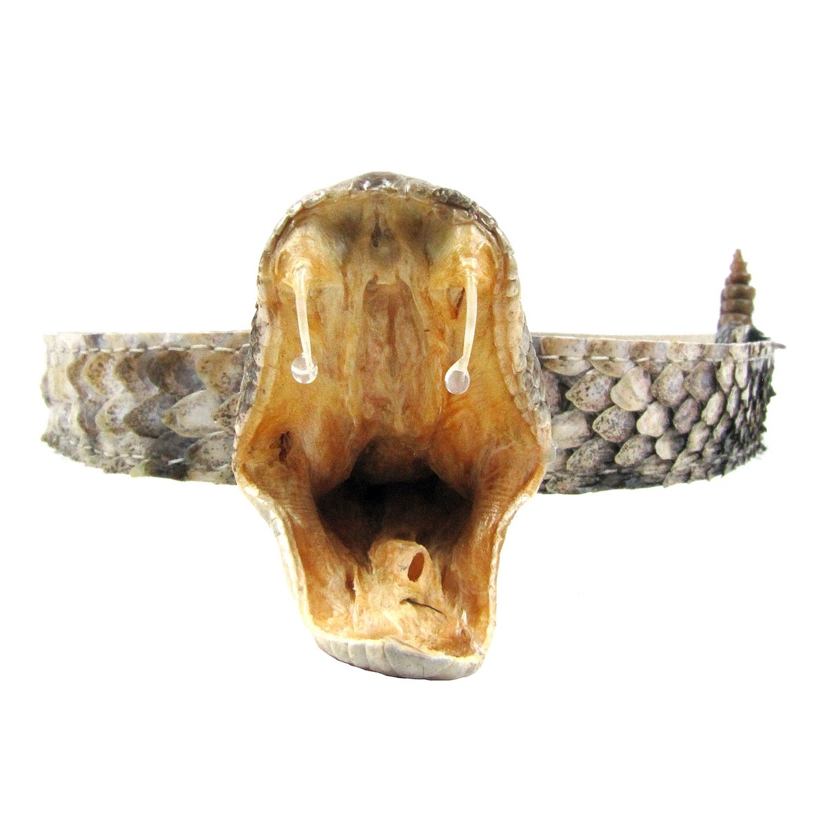 Real Rattlesnake Head Skin Western Cowboy Hat Band Wrap Genuine Snake Taxidermy