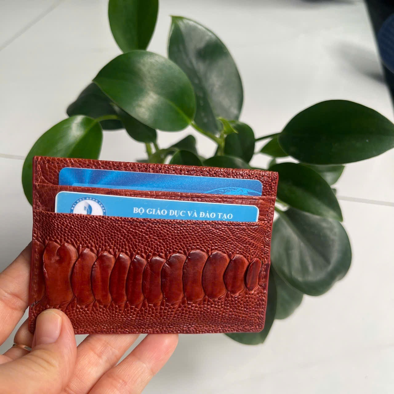 BrownGENUINE OSTRICH LEATHER SKIN CREDIT CARD HOLDER/ WALLET CARD HOLDER FOR MEN