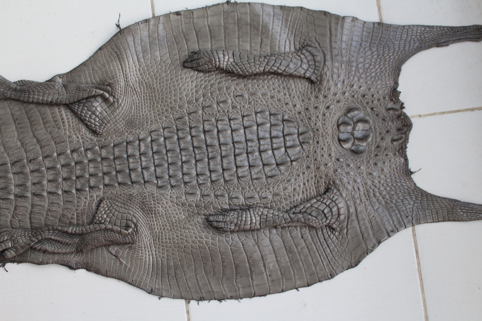 W 1.5 inch – Gray Genuine Crocodile Belly Leather Skin Men’s Belt #R42