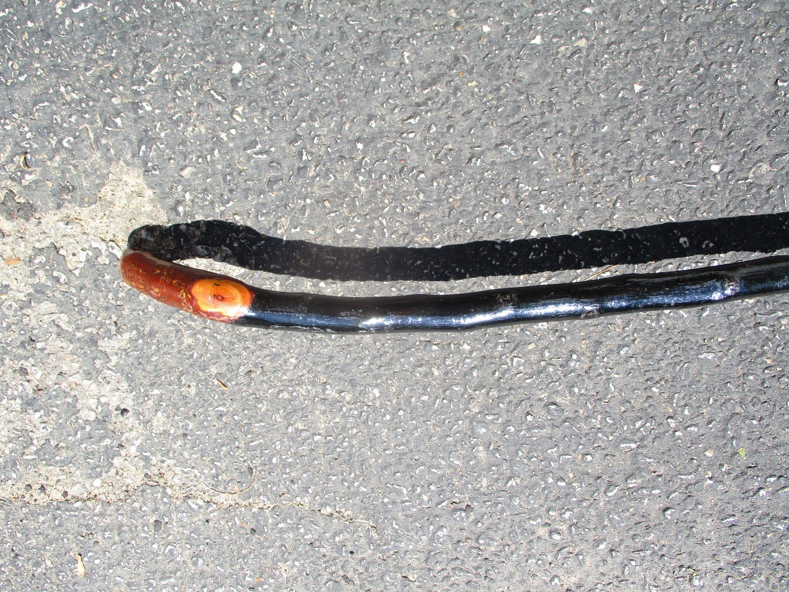 Vintage 35-1/2″ Blackthorn Walking Stick Black Thorn