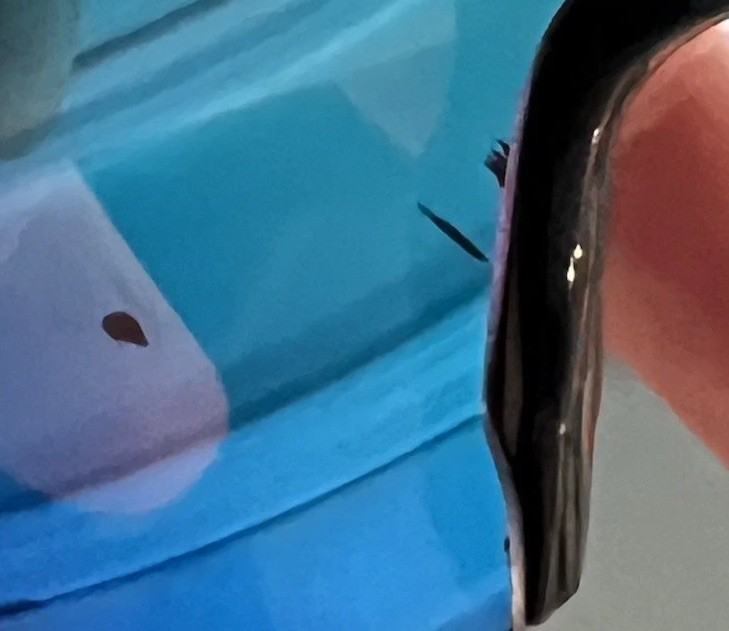 Oakley Radar Ev Path CUSTOM Pink Milkshake Blue Prizm Sunglasses *See Scratches*