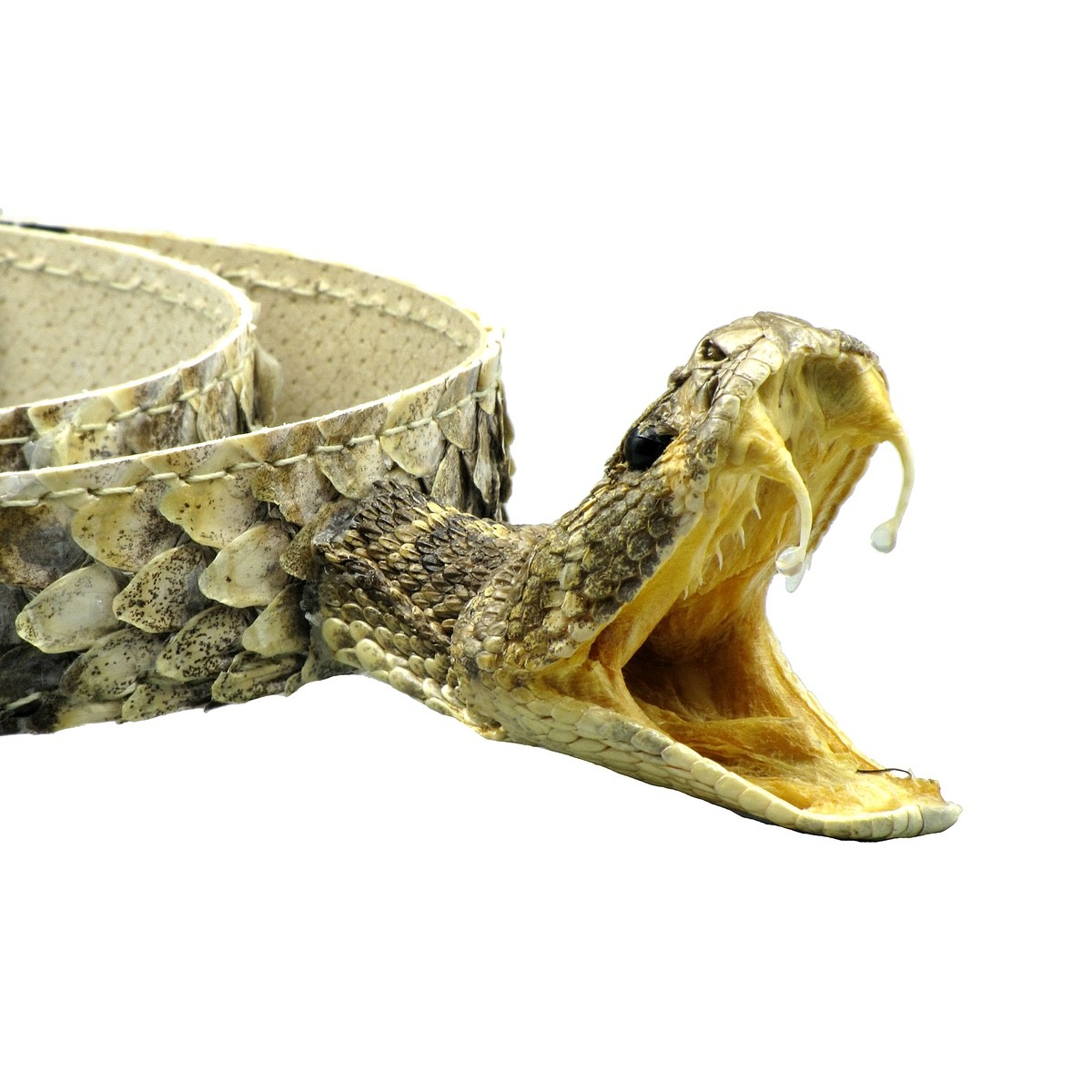 Real Rattlesnake Head Skin Western Cowboy Hat Band Wrap Genuine Snake Taxidermy