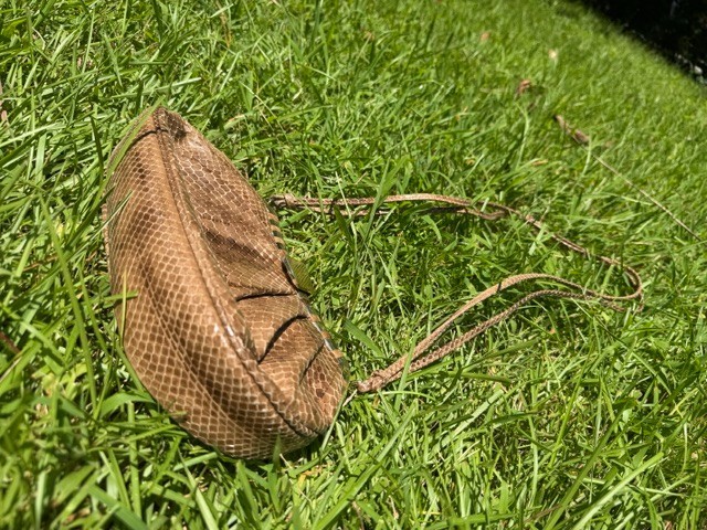Vintage Susan Gail Snakeskin Bag