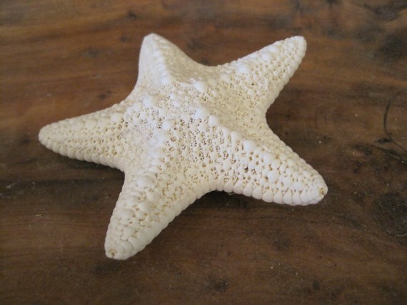 White Common Starfish Barrette – Beach Wedding – Starfish Hair Clip – Hair Pin