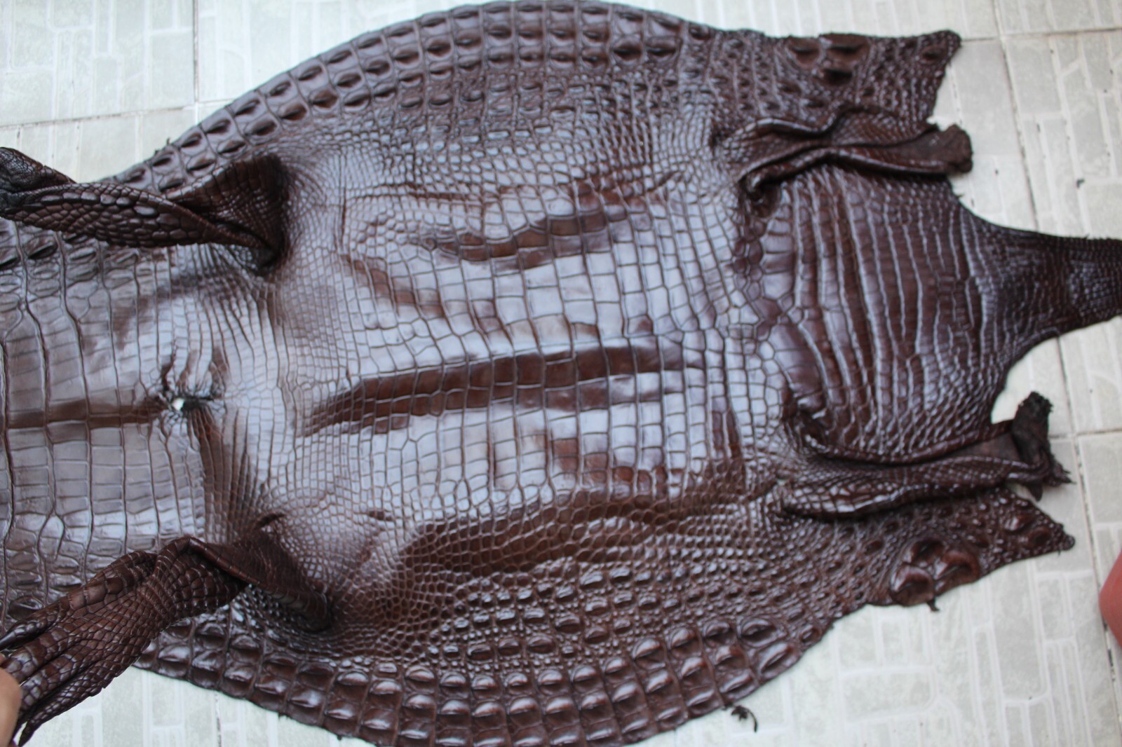 Dark Brown Genuine Crocodile Belly Leather Skin Men’s Belt W 1.3 inch #S18