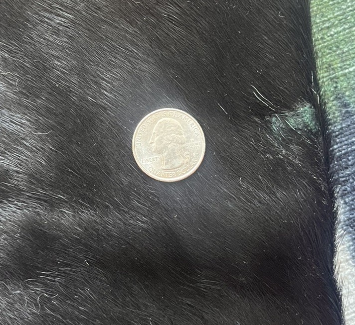Genuine Western Cowhide Leather Pants Black & White Fur Size 32