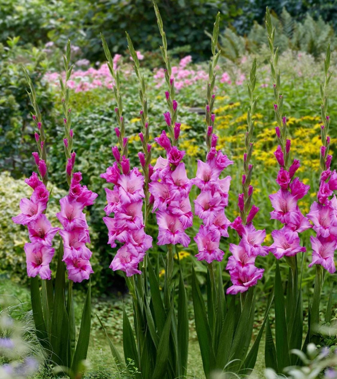 XPERIENCE Large Flowering Gladiolus- Top Size 12/14 cm Bulbs – US Seller