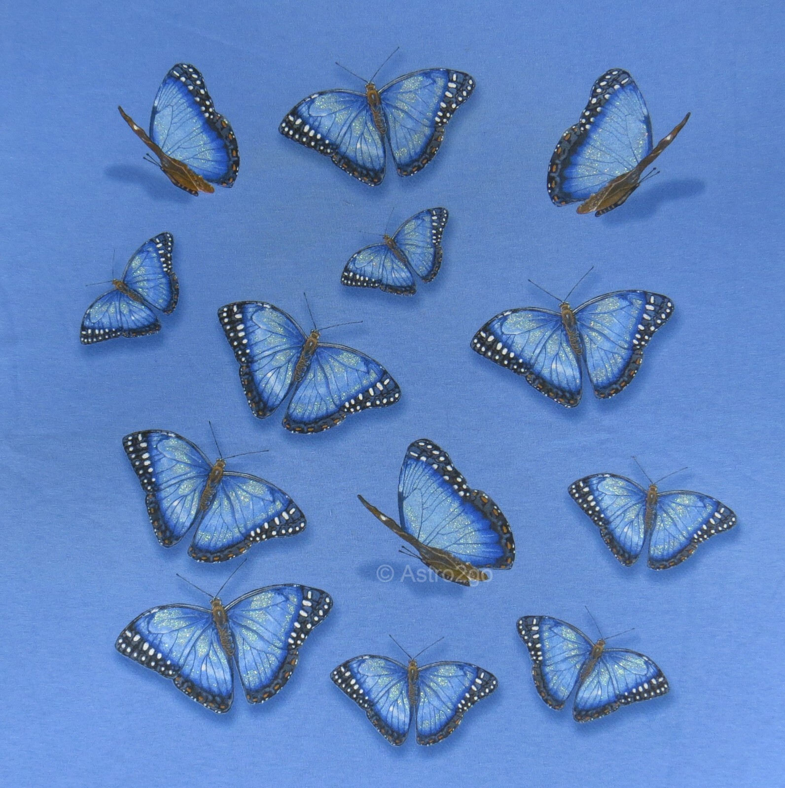 MORPHO GLITTER-Butterflies Tropical Rain Forest Insects Bugs Nature T shirt S-2X