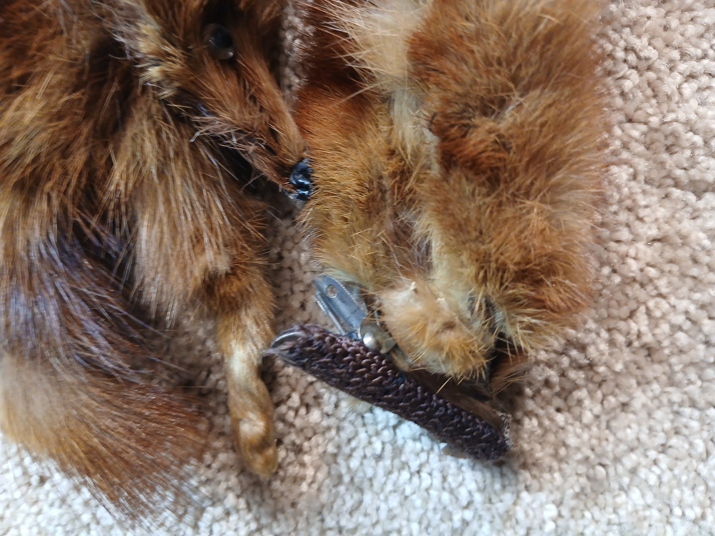 KOLINSKY 5 Pelts Boa, 40” Inches, Vintage Russian Fur Pelt Scarf