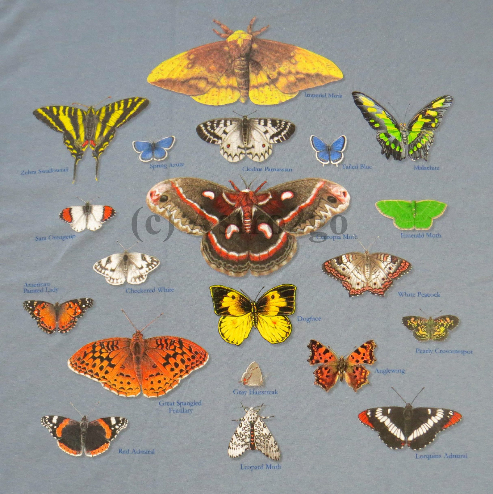 NORTH AMERICAN LEPIDOPTERA-Butterflies Moths Insects Nature Science T shirt S-2X