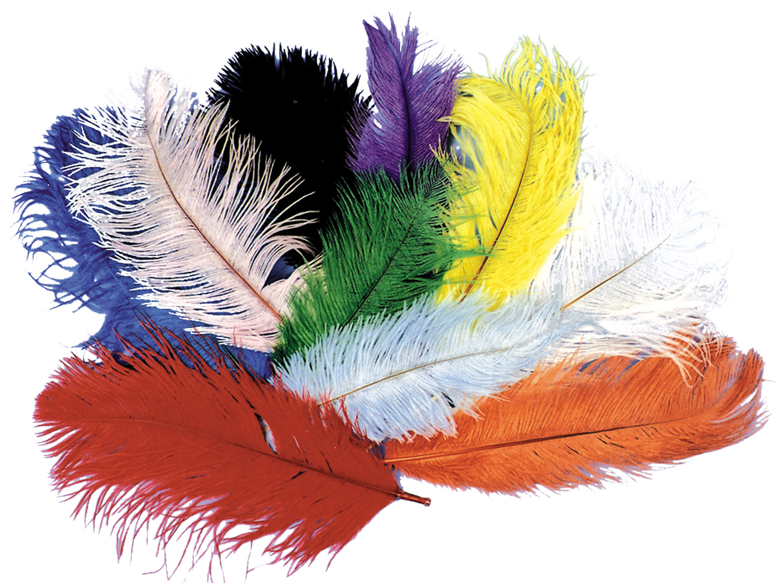 Ostrich Plumes – Costumes For All Occasions
