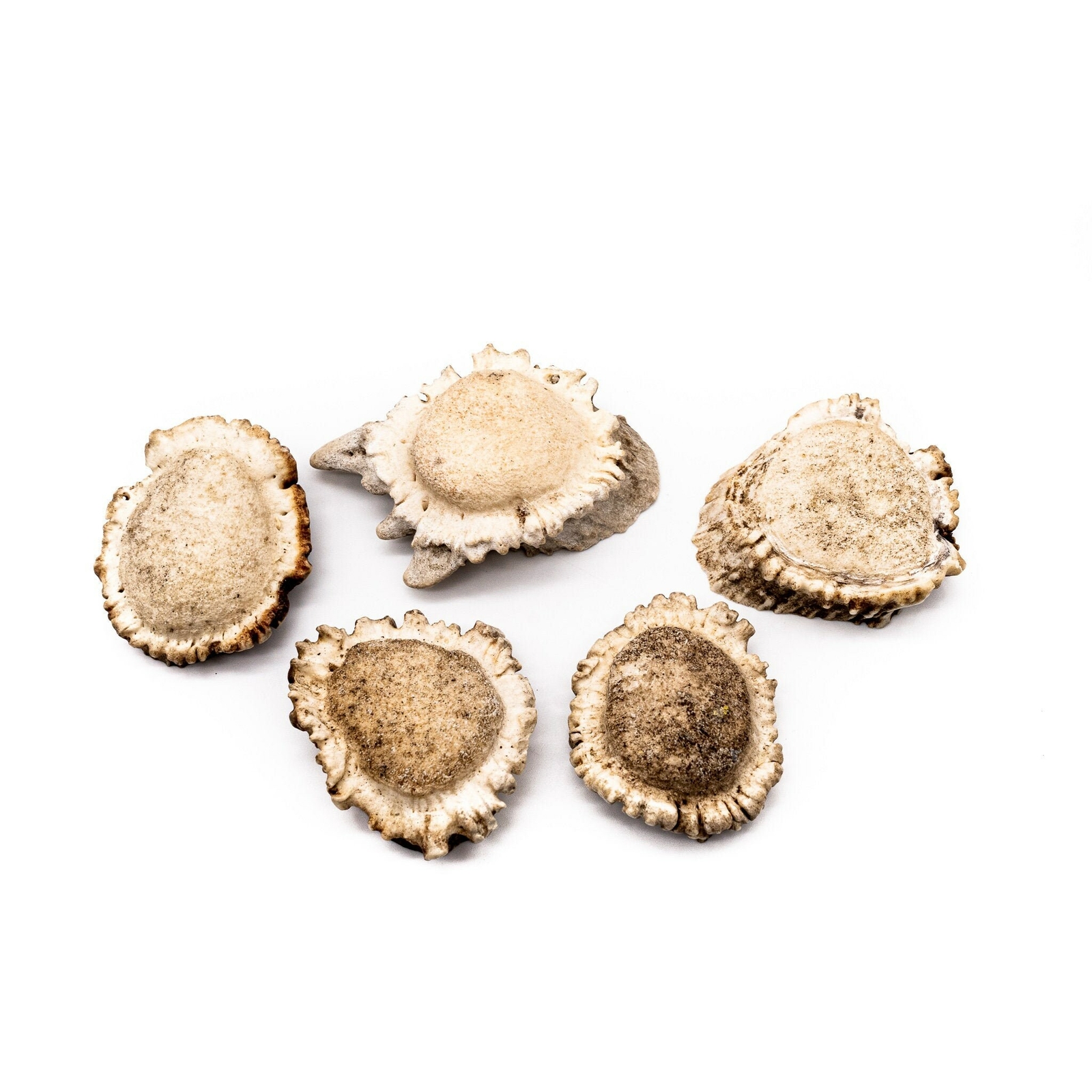 5 ct XLarge Deer Shed Antler Burrs 2″-3″ for Craft