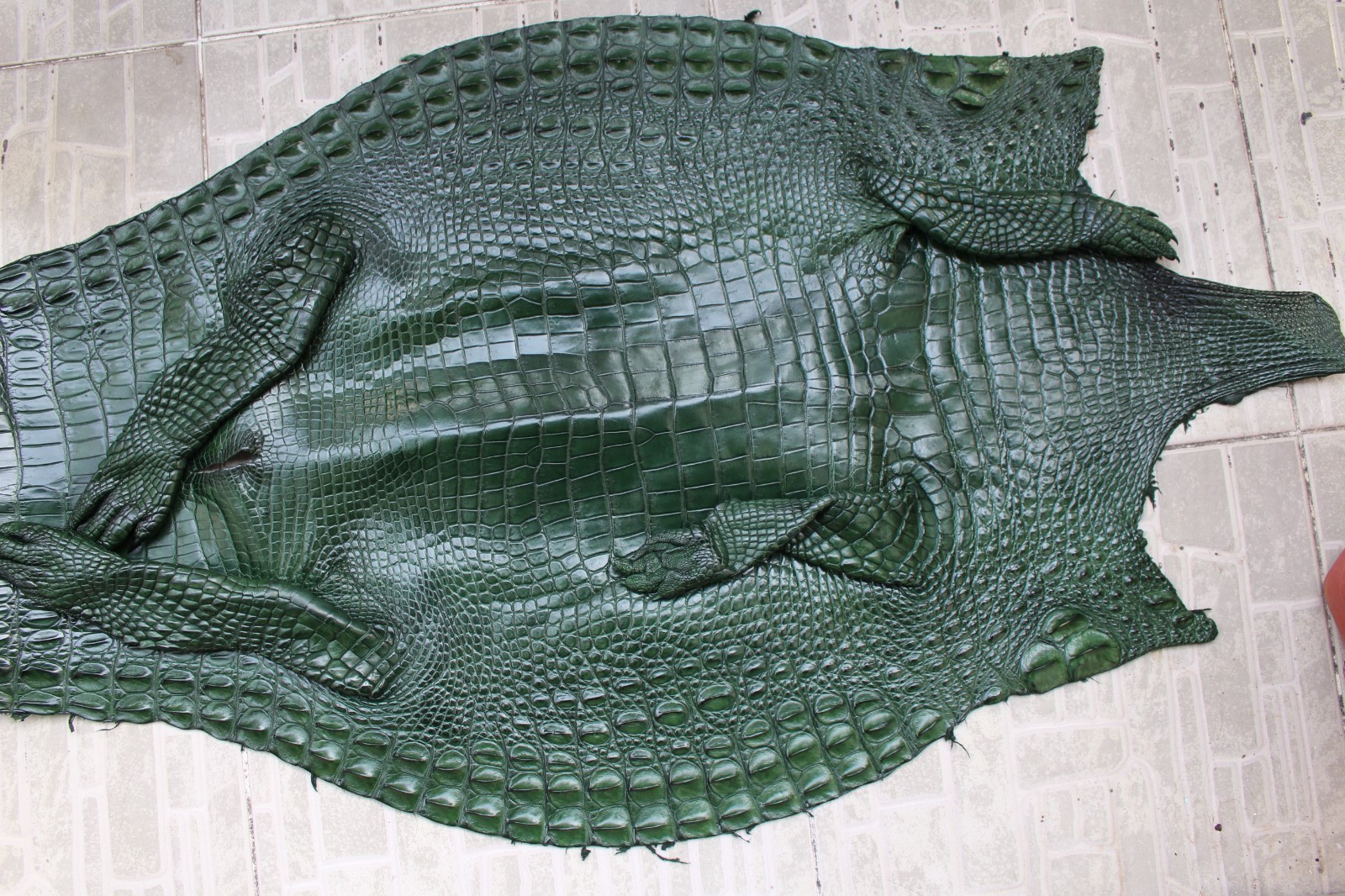 W 1.3 inch – Green Genuine Crocodile Belly Leather Skin Men’s Belt #L50