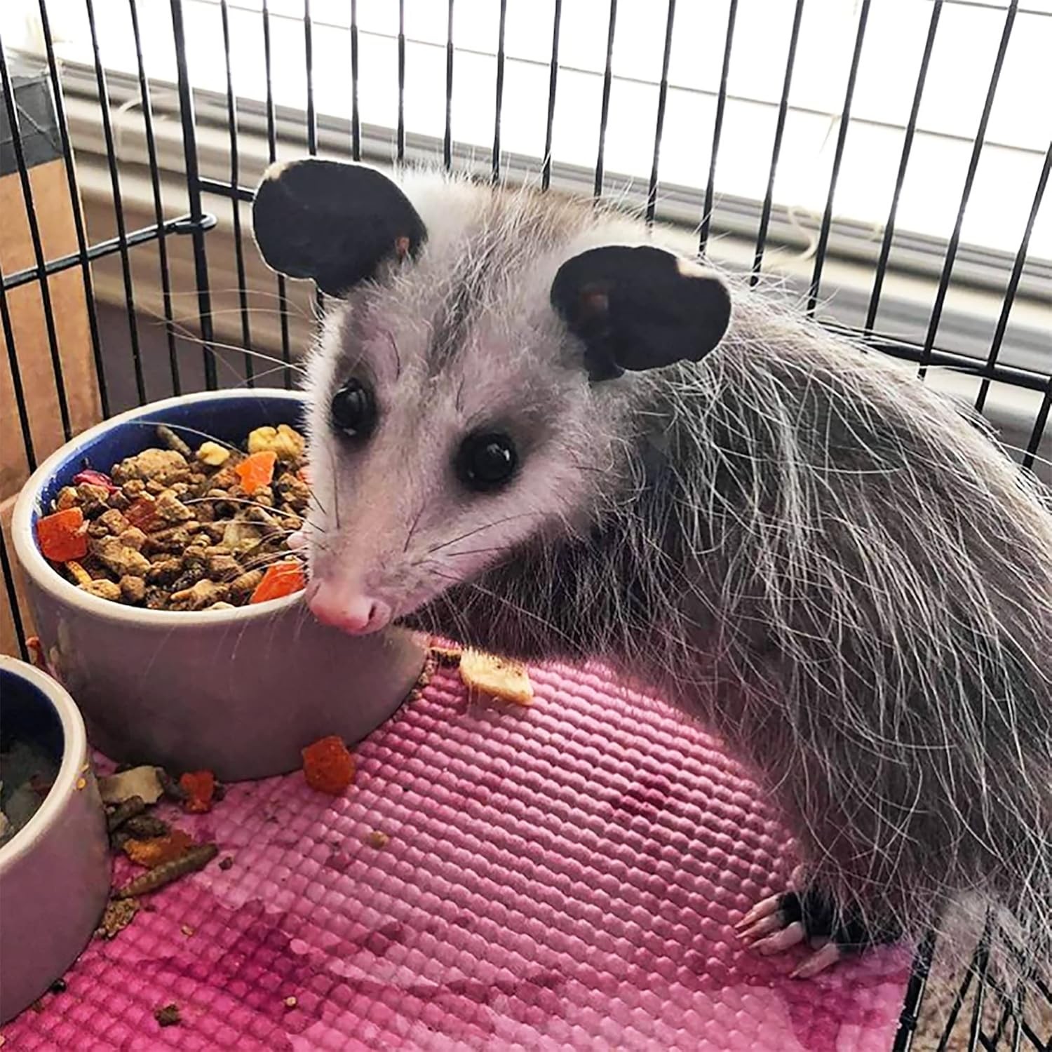 Opossum Complete 4 LB | Nutritional Healthy Pellet Diet | Food for Short-Tailed