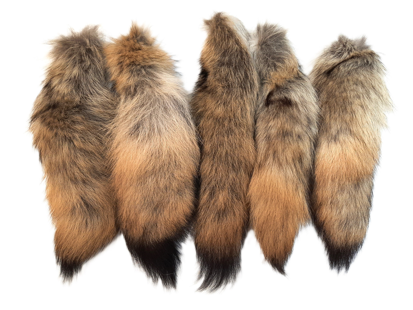 Coyote Tail, Real Fur Tail, Key Chain Option, Bulk Purchase Option