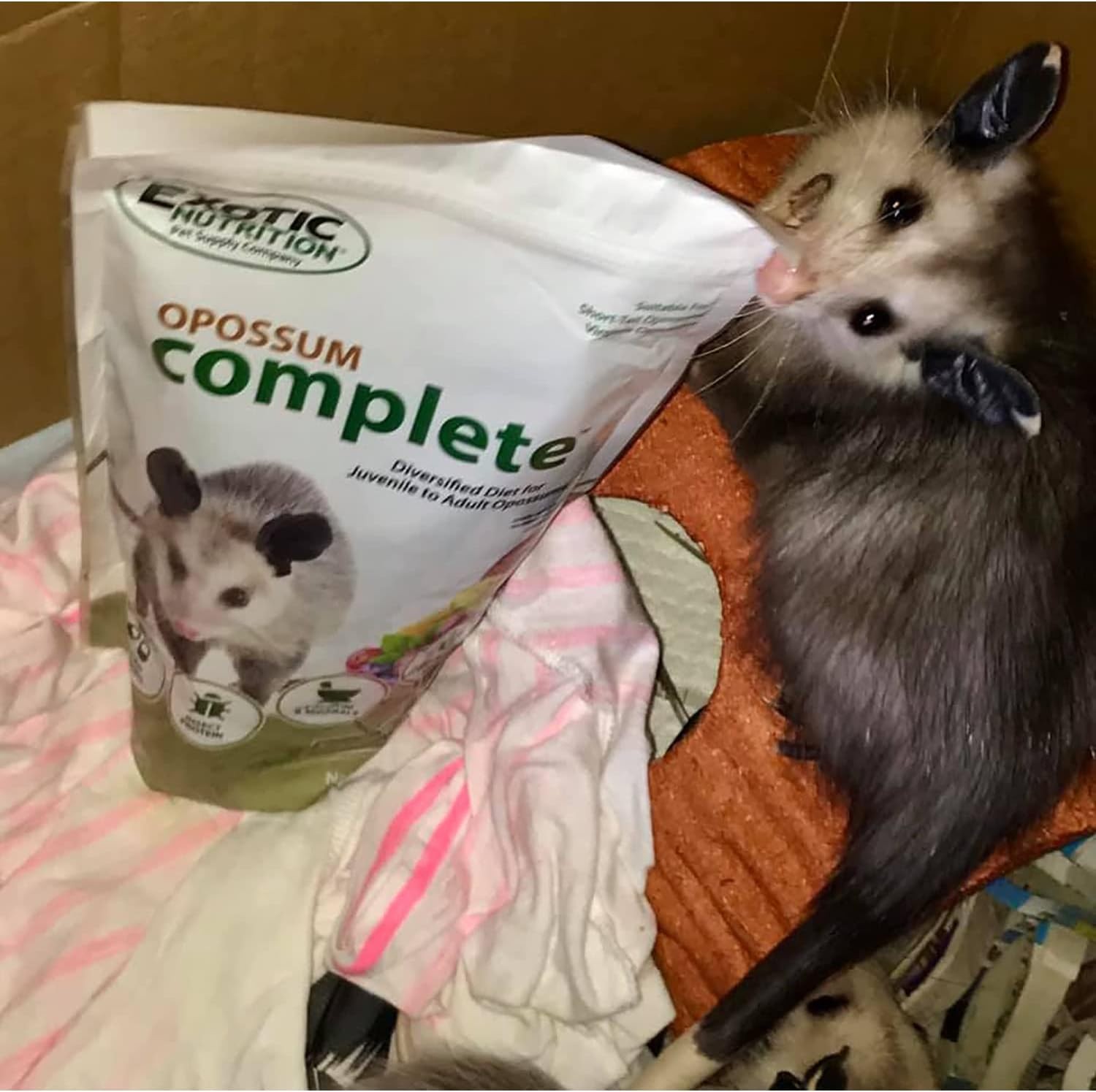 Opossum Complete 4 LB | Nutritional Healthy Pellet Diet | Food for Short-Tailed