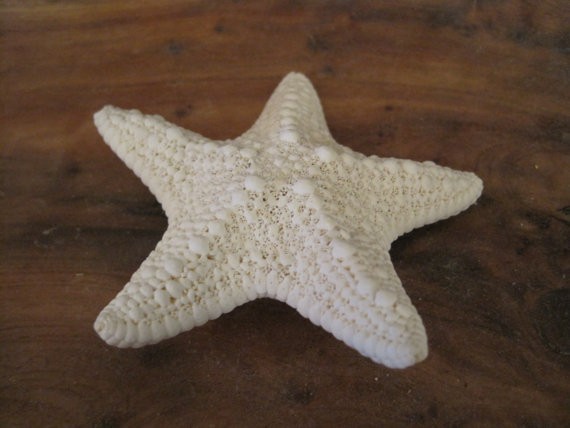 White Common Starfish Barrette – Beach Wedding – Starfish Hair Clip – Hair Pin