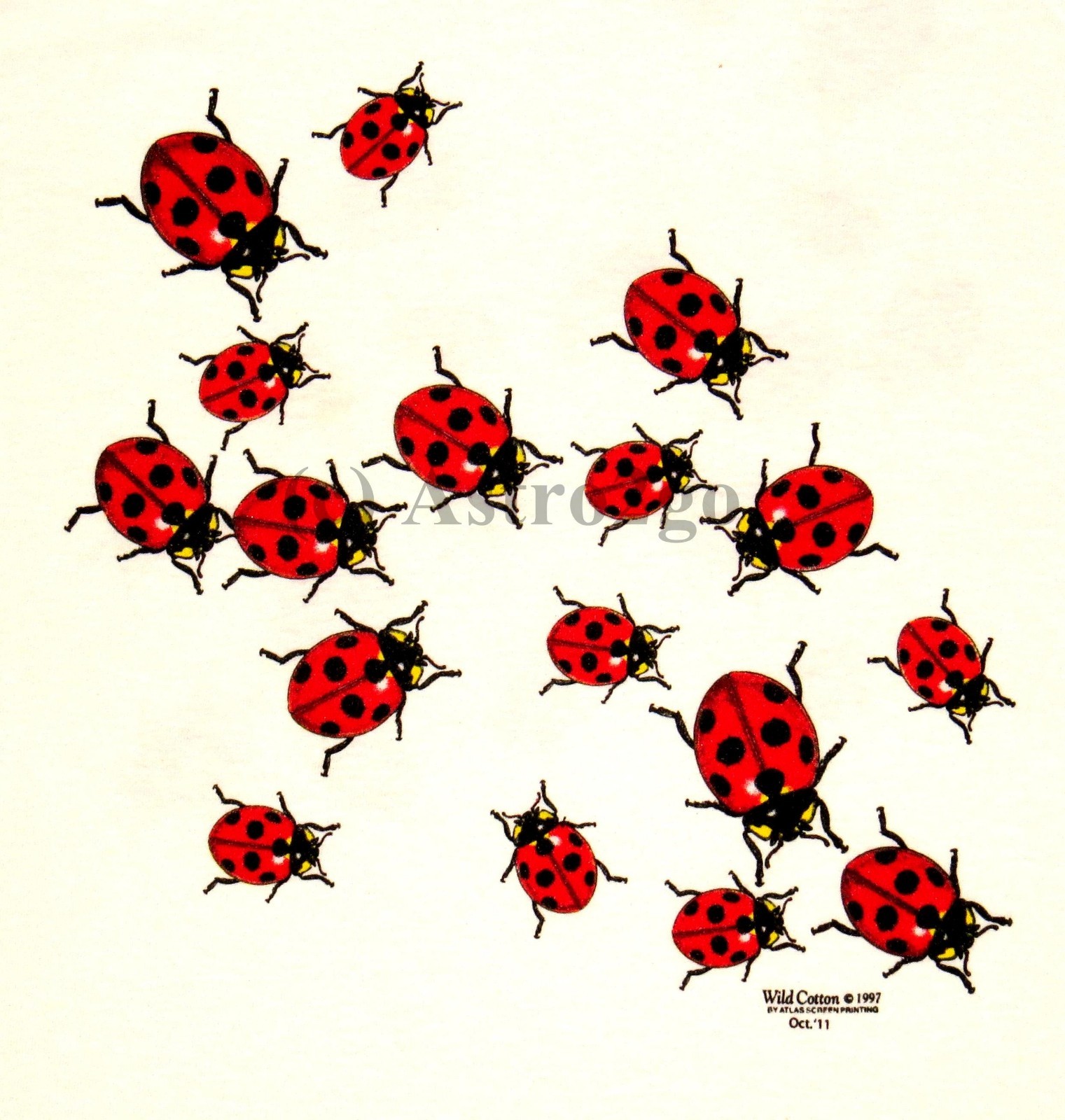 LADYBUGS–Beetles Bugs Insects Science Nature 2 sided Kids T shirt XS (2-4)